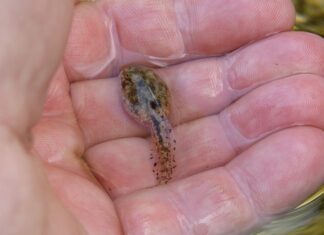 Po co aklimatyzacja?