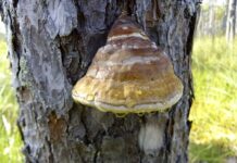 Co lepsze niż Tinder?