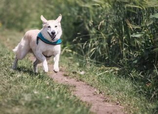 Kiedy najlepiej biegać żeby schudnąć rano czy wieczorem?